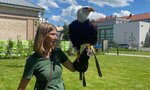 Dravci v Bioparku Kladno